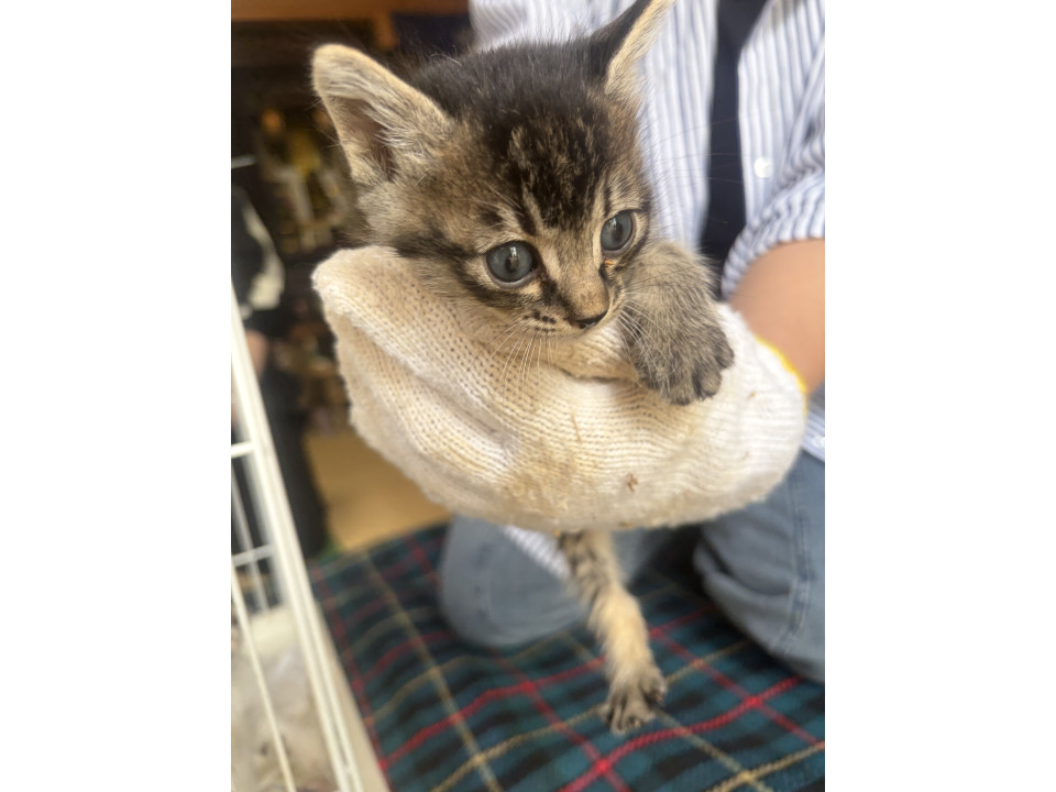 キリッと美形な猫ちゃん