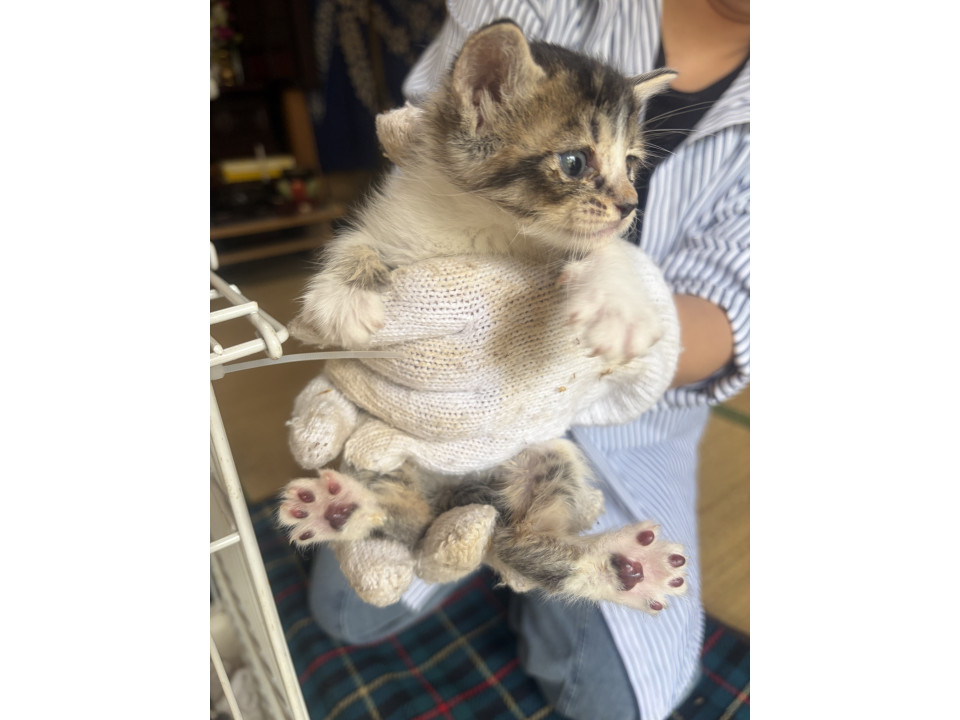 タレ目気味ふんわり猫ちゃん