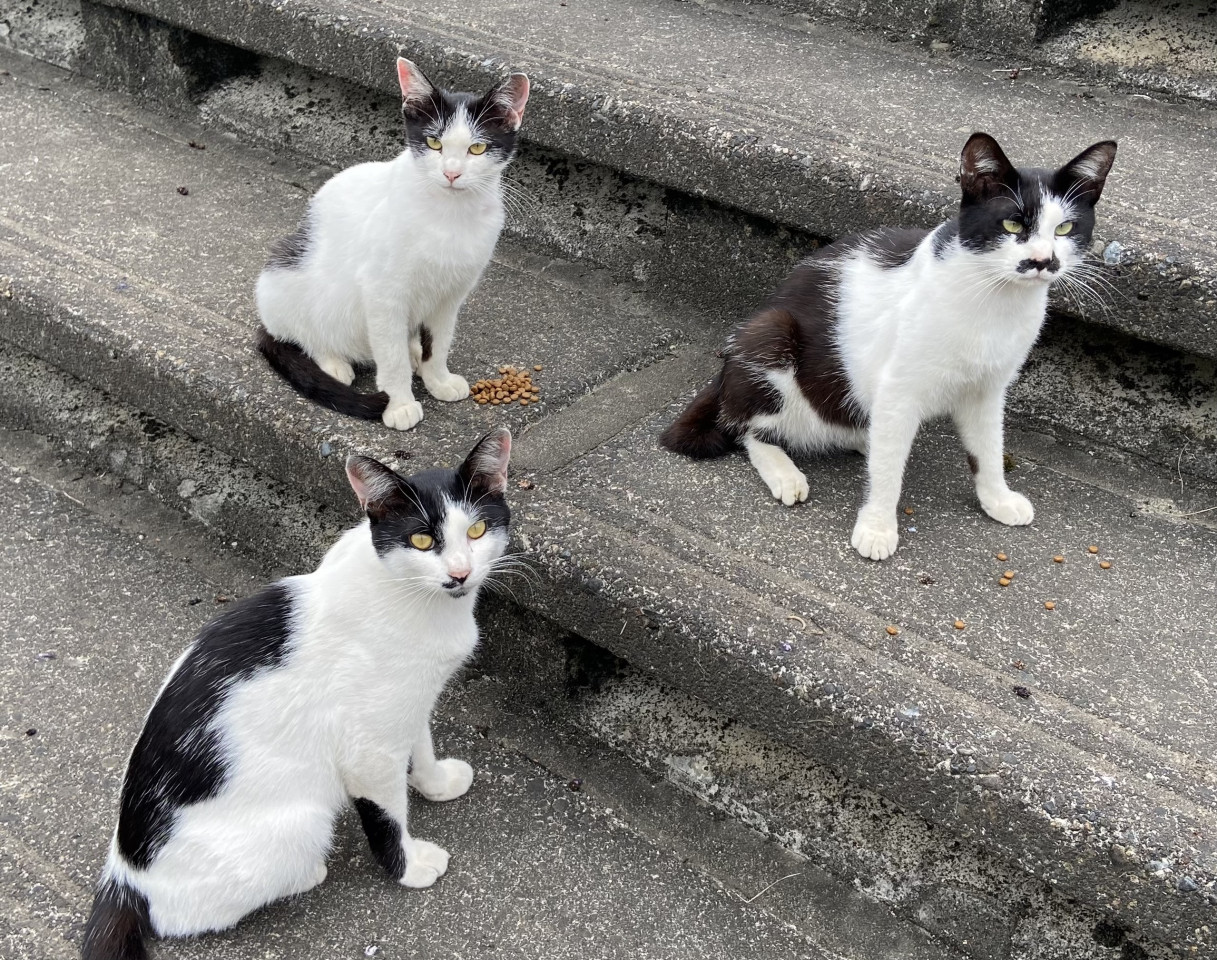 人馴れしている白黒3兄妹