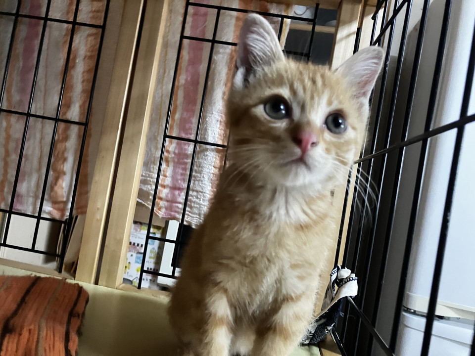 茶トラのチャコちゃん、甘えん坊です