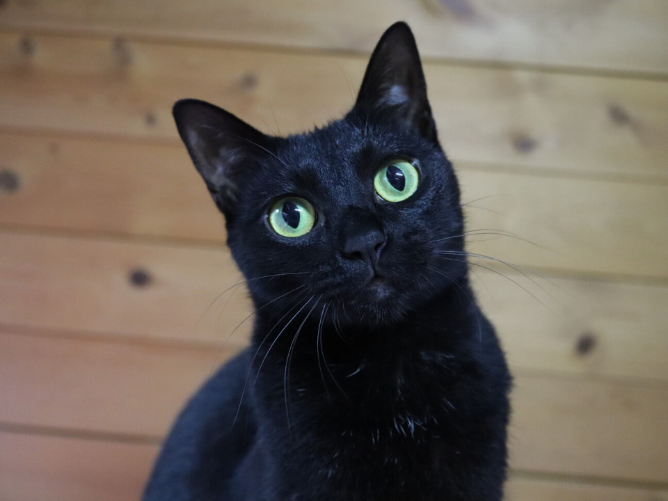 漆黒の甘えた・かわいいナッツ