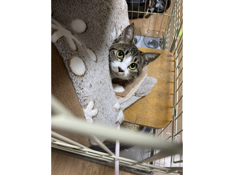 美人猫ちゃんです