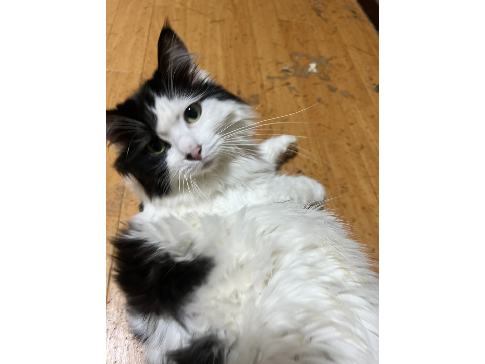 白黒の猫たち