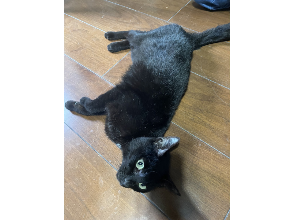 とっても人懐っこい黒猫姫