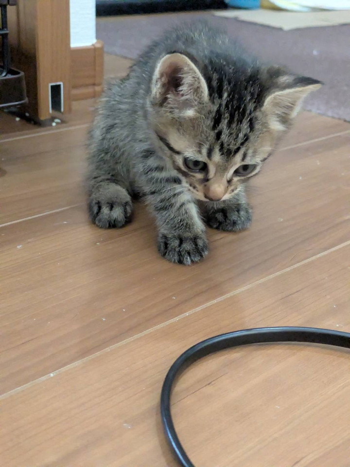 4きょうだい&母猫★濃いめキジトラ