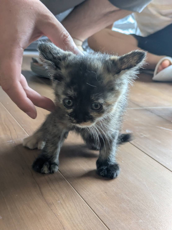 4きょうだい&母猫★サビ
