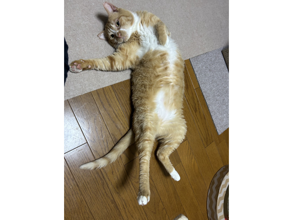 人懐こいデレデレ猫のにゃーた君