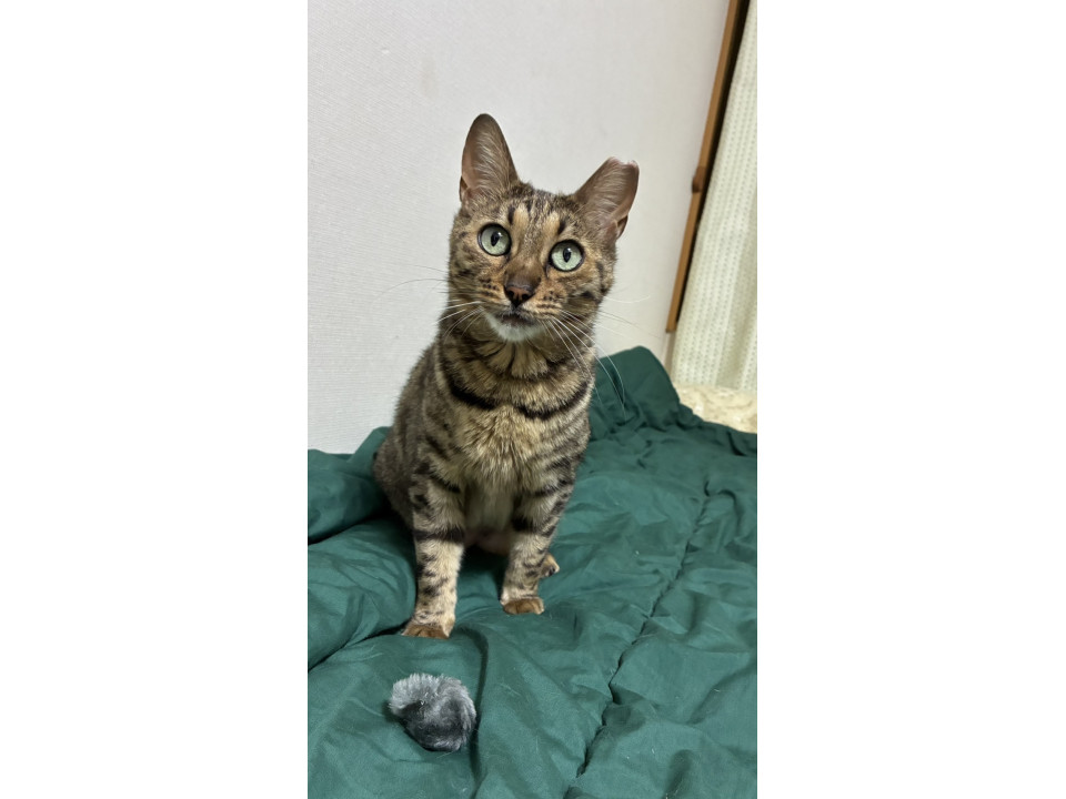 キュートなベンガル猫さん？しずくちゃん