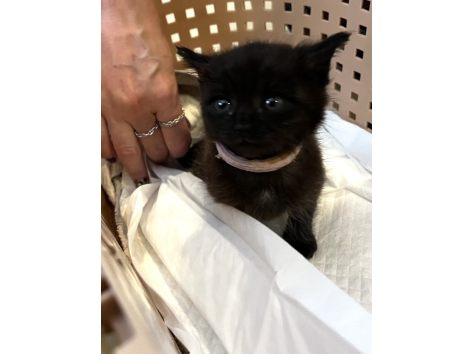 とっても美人で甘えん坊な黒猫の女の子