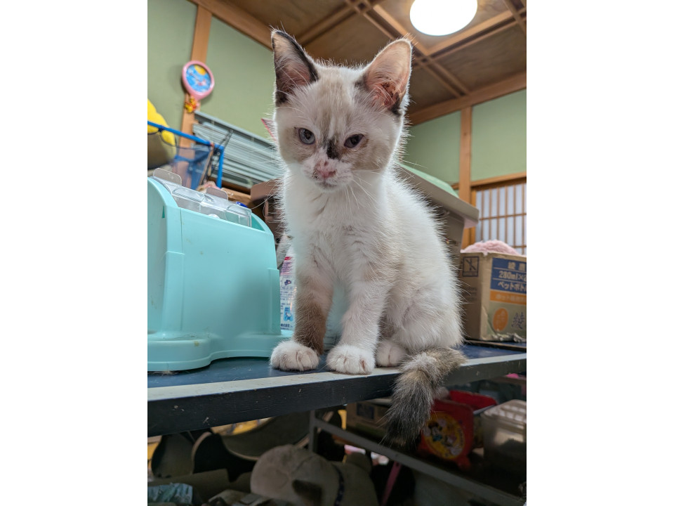 かわいい