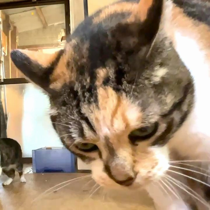 人懐っこい三毛ちゃん