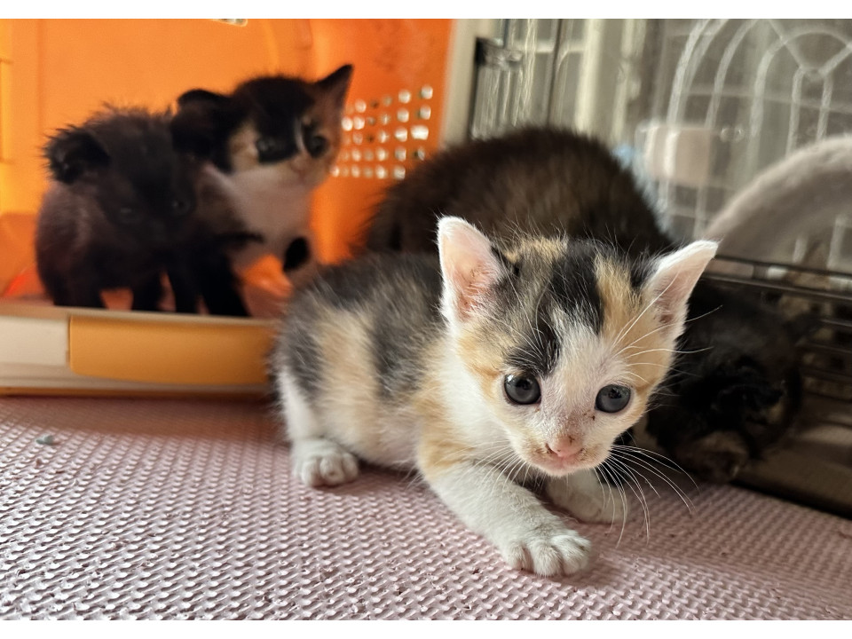 とっても美人で甘えん坊な三毛猫の女の子