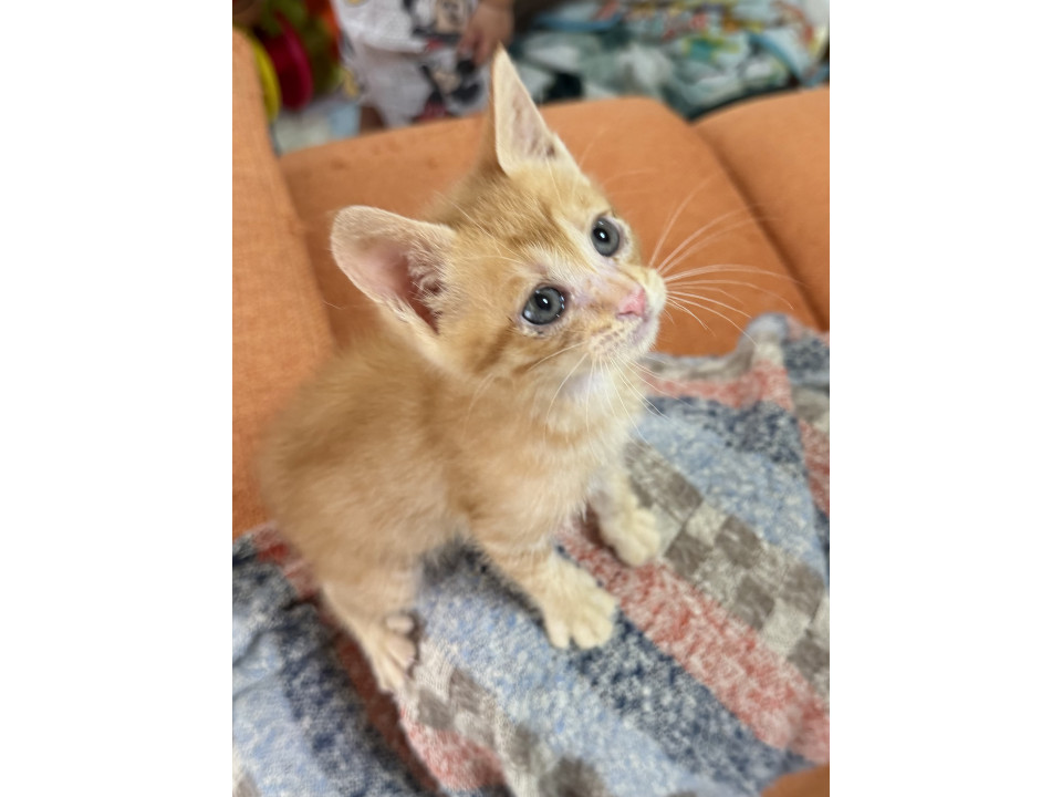 可愛い子猫の生カキ