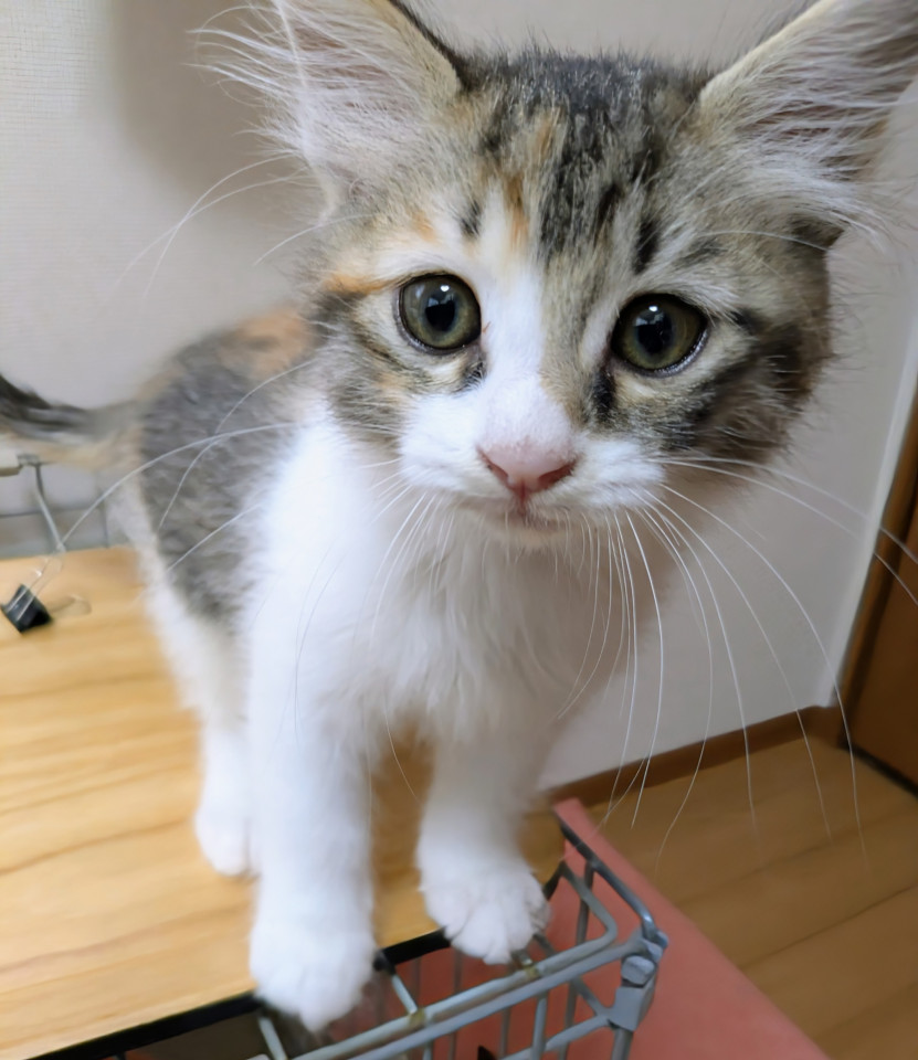 ふわもこセミロングの可愛い三毛ちゃん