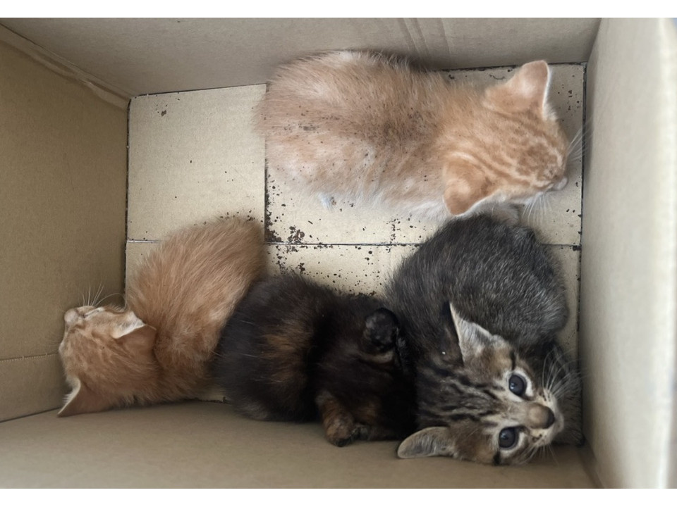 捨てられた子猫たち、今度こそ本当のおうち