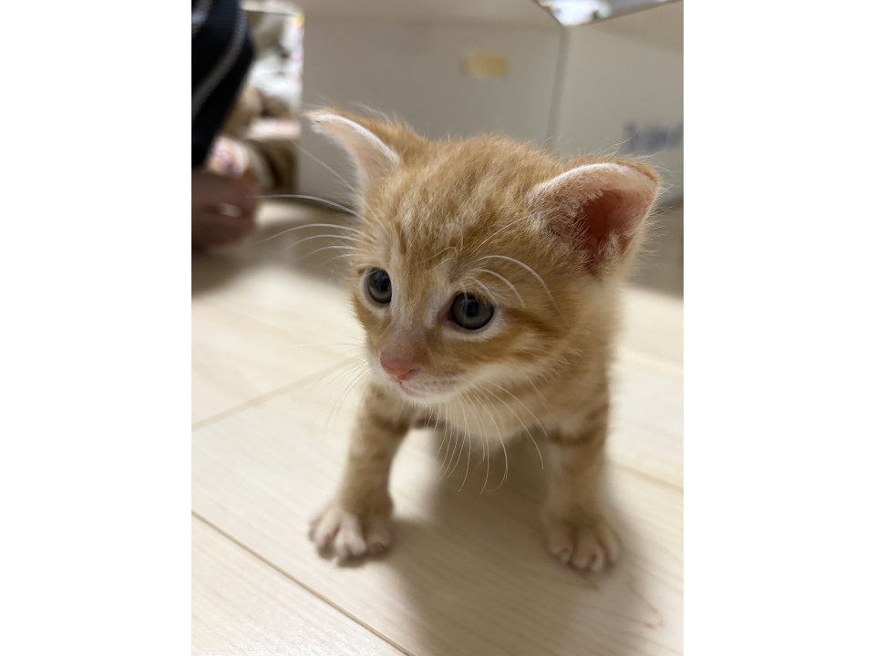 甘えん坊な茶トラ君