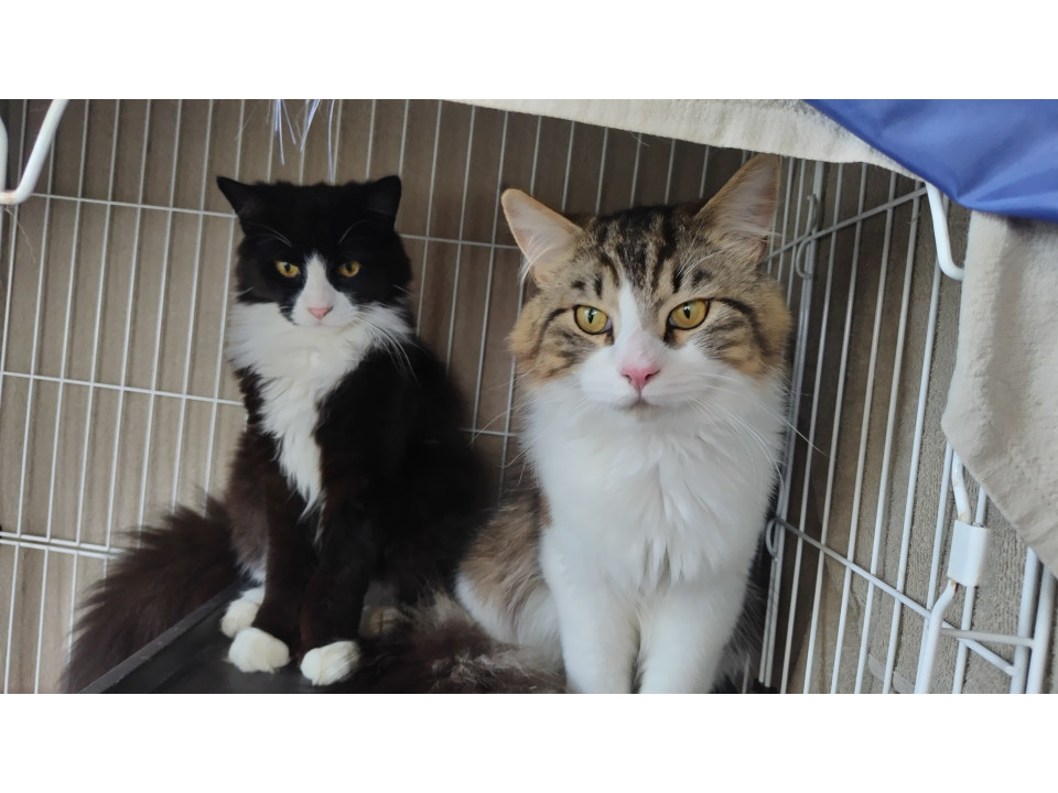 長毛猫の男の子二匹