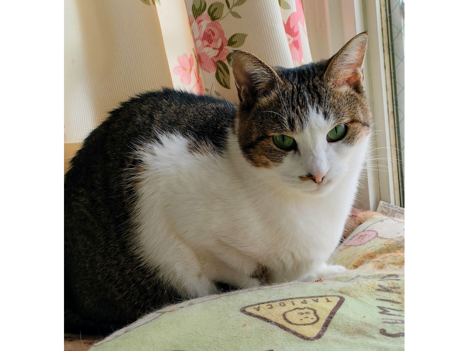 人の言葉を理解する美猫ちゃん