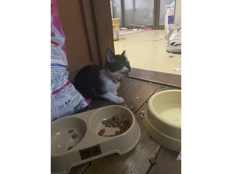 可愛いおとなしい猫ちゃん