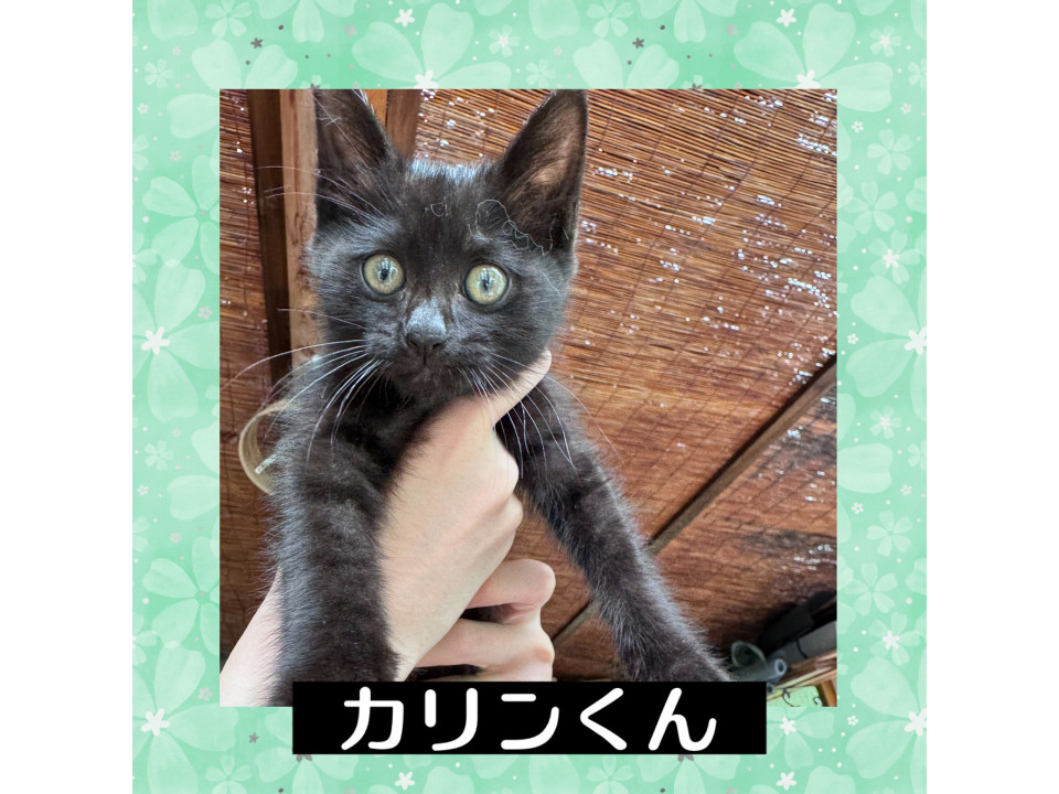 超甘えたくんのカリンくん2ヶ月