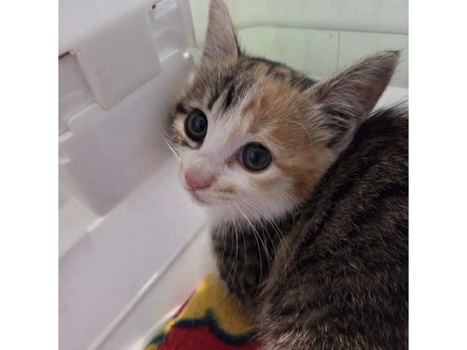 かわいいミケちゃん