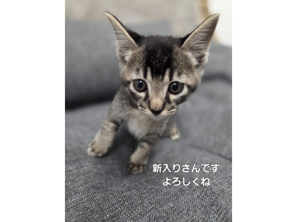 アビシニアン柄甘えん坊