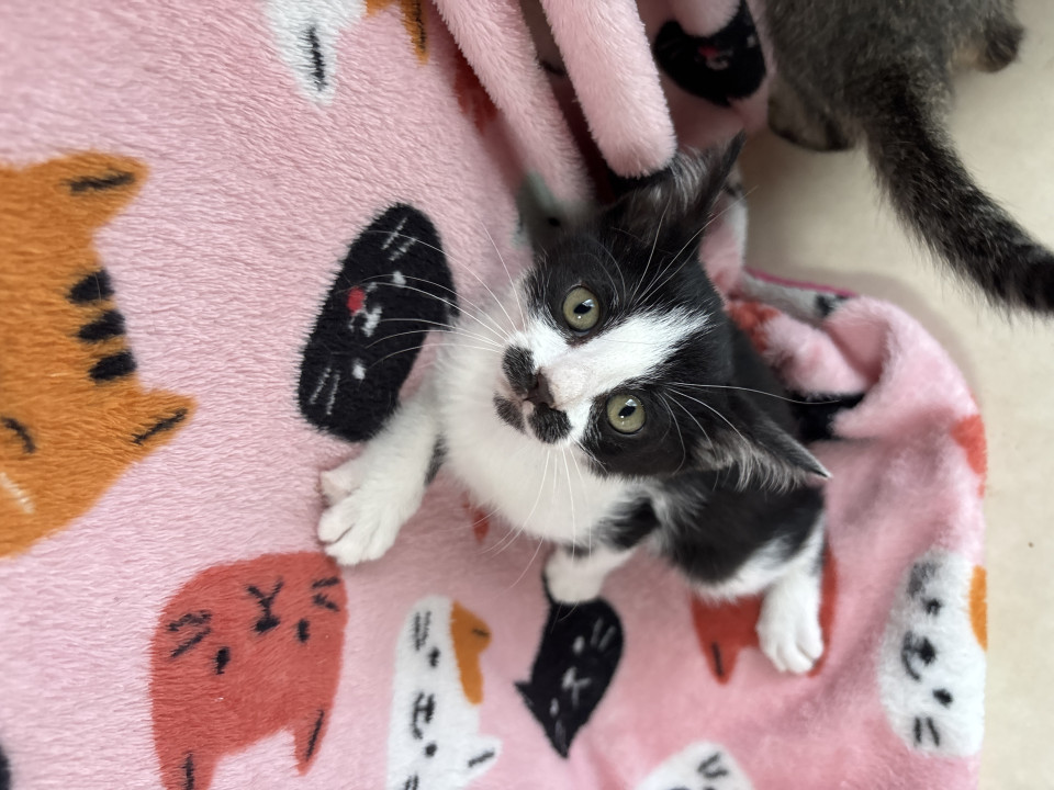 ちょび模様がかわいいゴロゴロくん