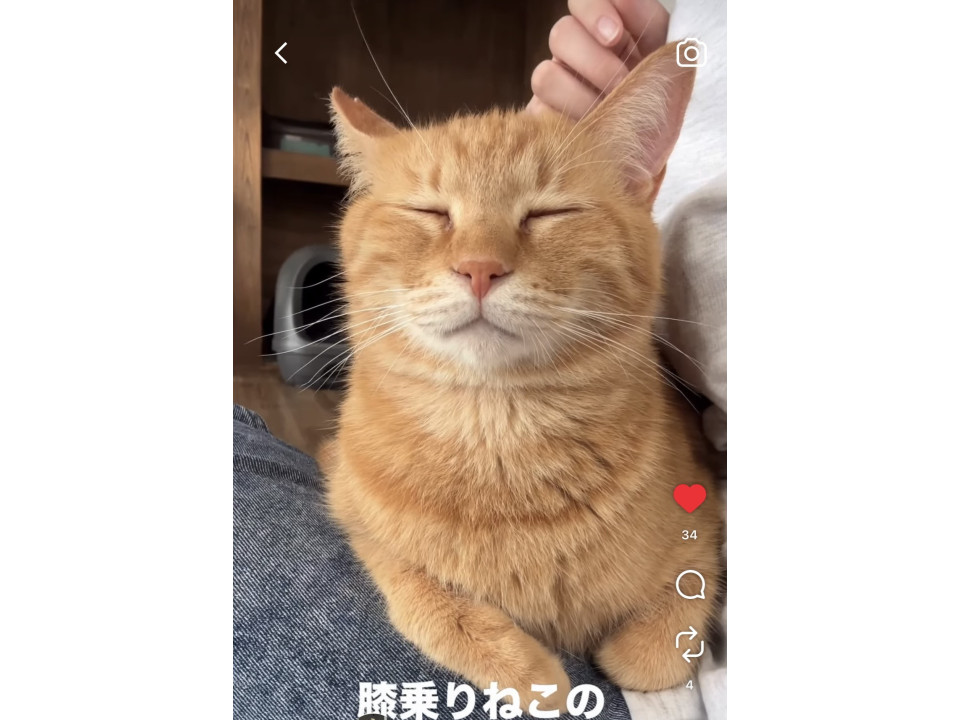 とにかく人が大好き！膝乗りチャトラ