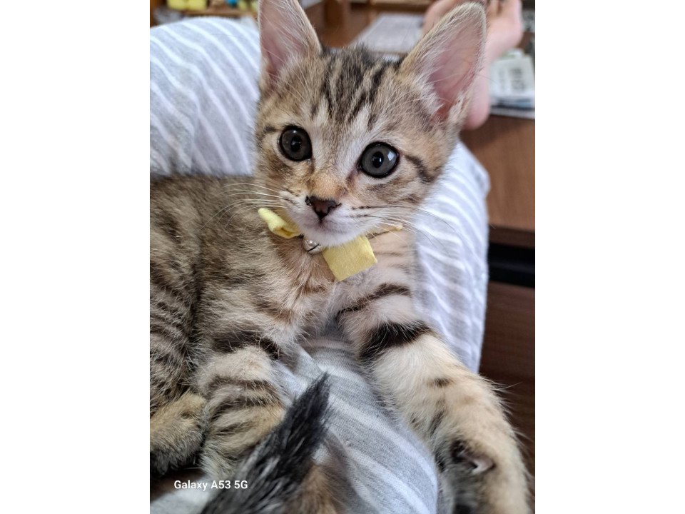 エイズキャリア美猫キジトラ　さつきちゃん