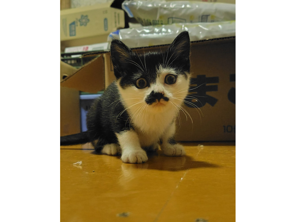 小さな怪獣(写真下手ですみません…)