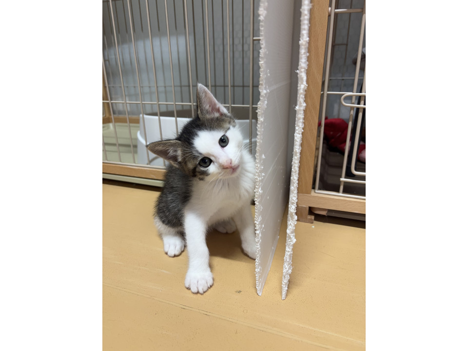 キジ白のココ太