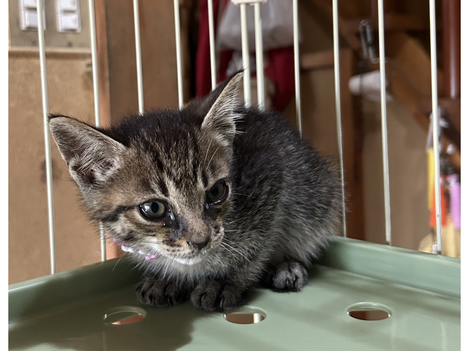 可愛い子猫　キジトラ兄妹