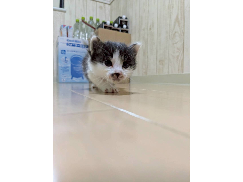 甘えん坊ブチ