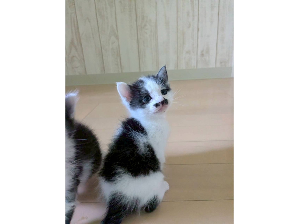 甘えん坊ブチ