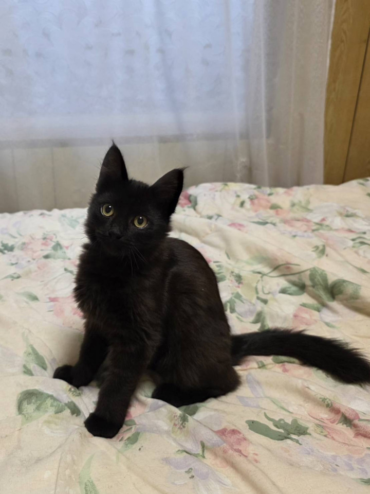 人馴れバッチリ！甘えん坊黒猫くん男の子②