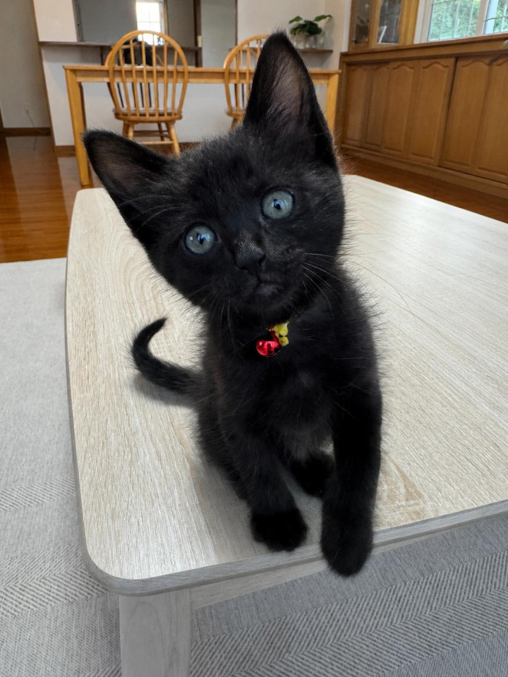 抱っこも大好き黒猫くん
