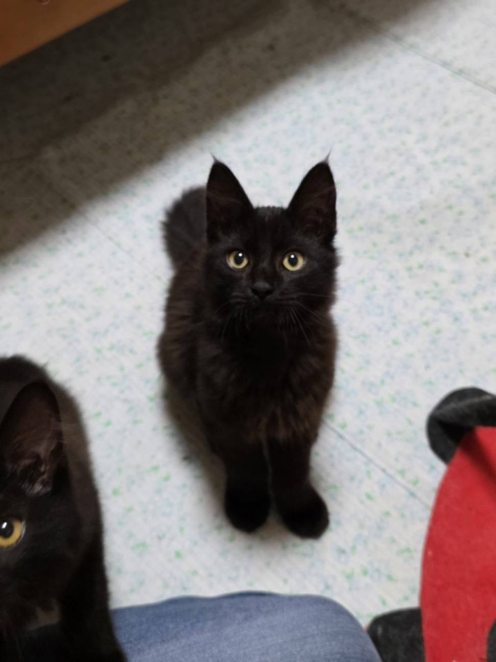 甘えん坊な黒猫くん＊男の子　三兄弟③