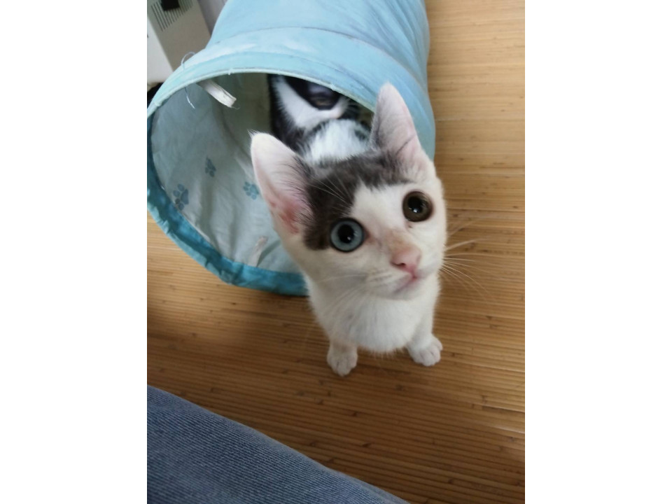 パッツン前髪が可愛い♡ シン君　２ヶ月