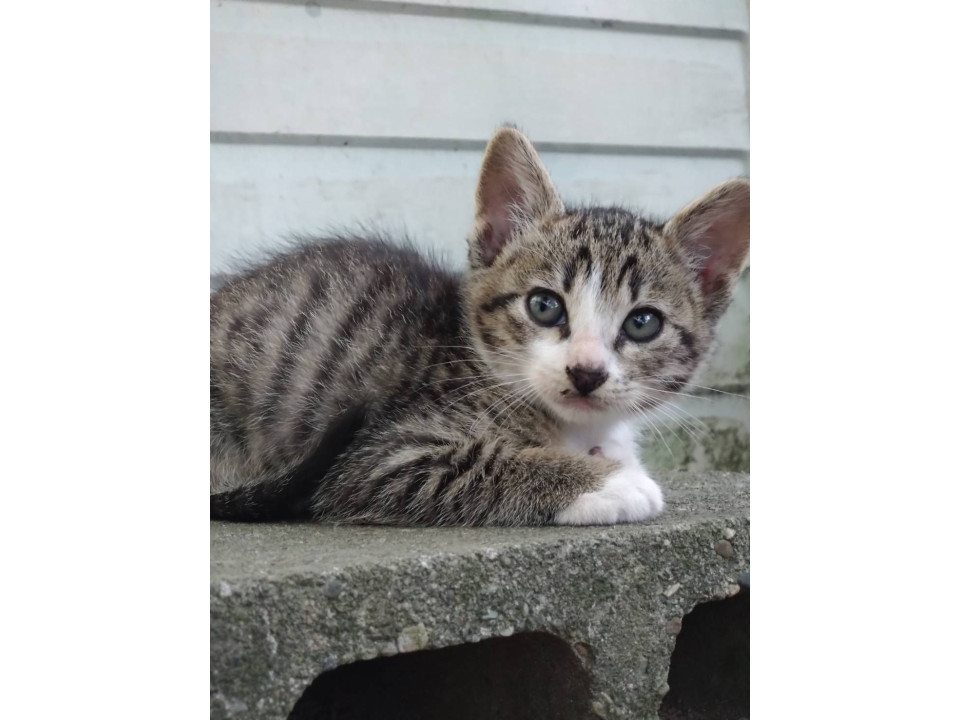 かわいいサバシロ