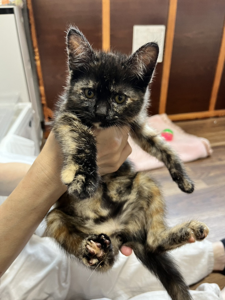 黒ベースのサビ猫さん、甘えん坊です
