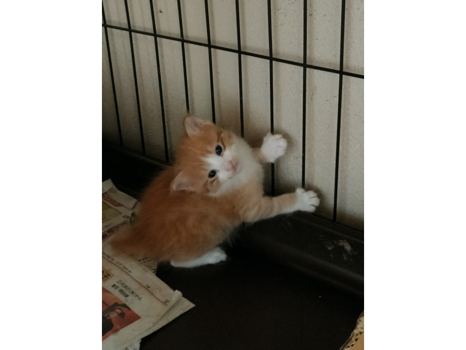 茶白トラ　里親募集