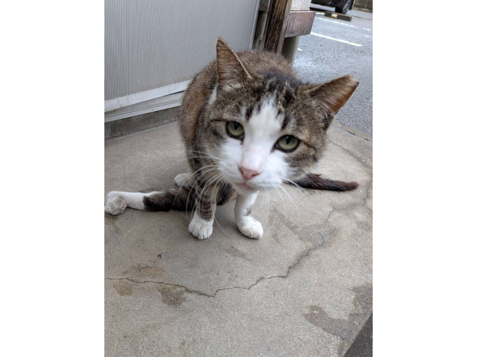 高齢飼い主逝去／骨折した足で生きていた猫