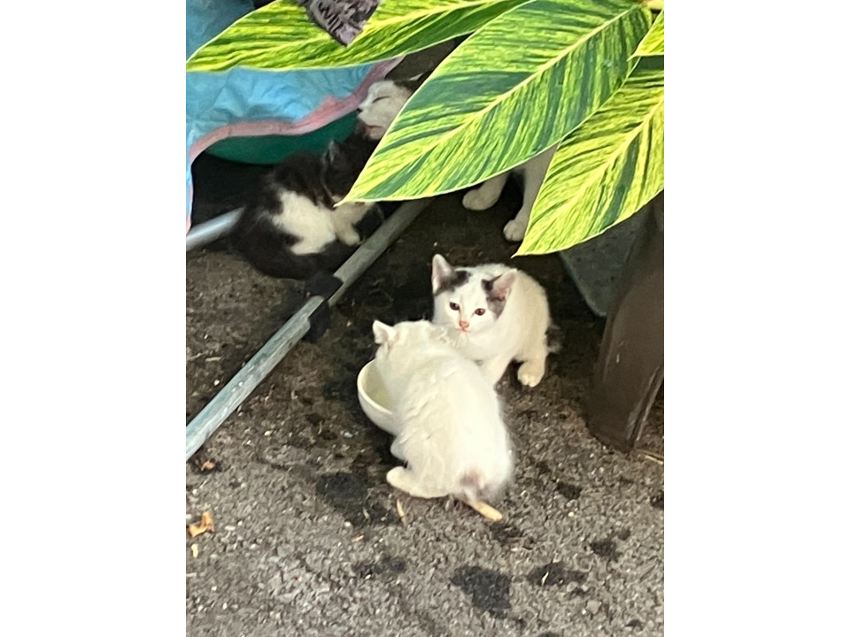 愛猫がうみました