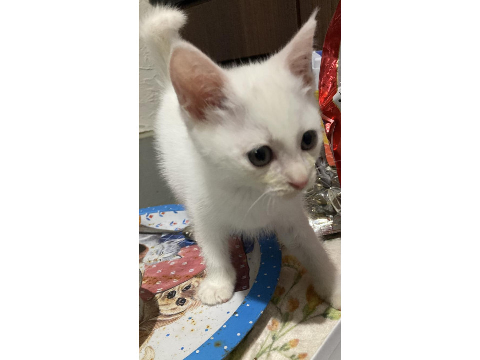 2ヶ月の可愛い白い仔猫ちゃん?