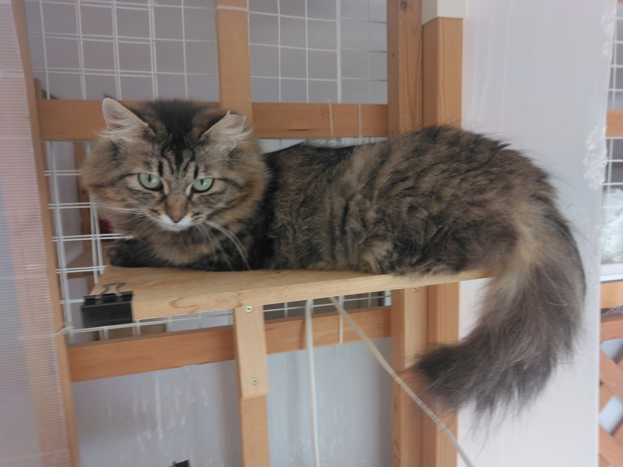 キジトラ長毛猫のくるみちゃん