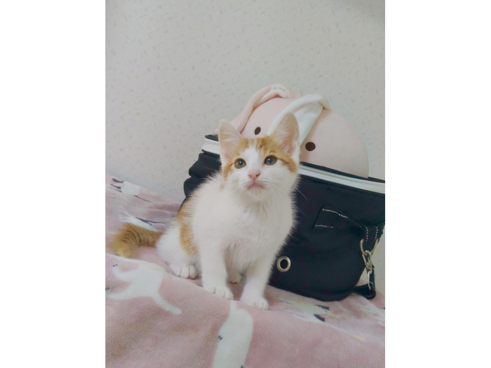ほのぼのにゃん ❣ きなこくん
