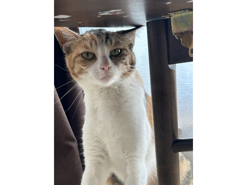 三毛猫ちゃん