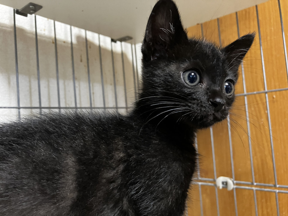 小さい黒猫の子猫、ソイヤちゃんです！