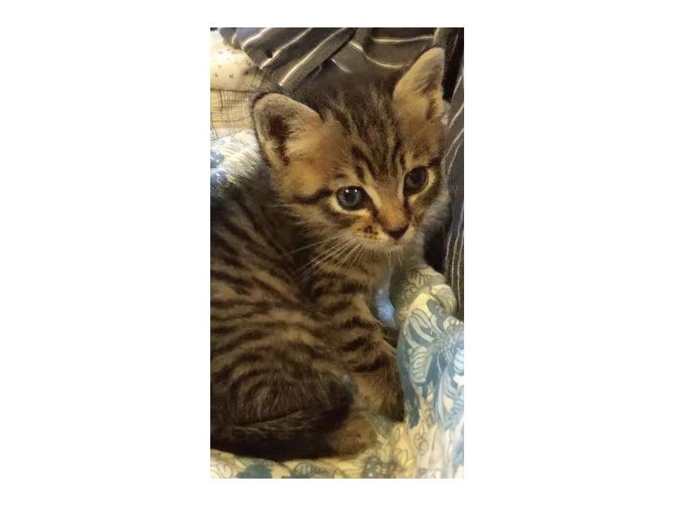 可愛い盛りの仔猫
