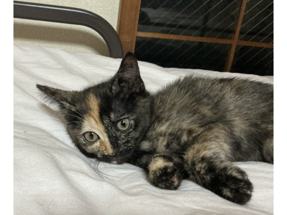 ちょっと変わったサビ猫